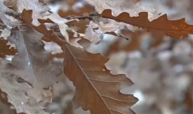 Mnogi griješe: Evo šta se radi s badnjakom koji ostane do Malog Božića